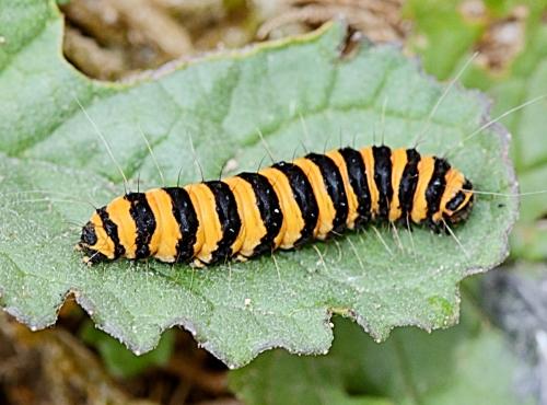 Réf. 261 588 : Tyria jacobaeae